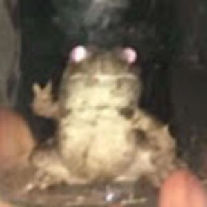 Meet your Posher, Casey